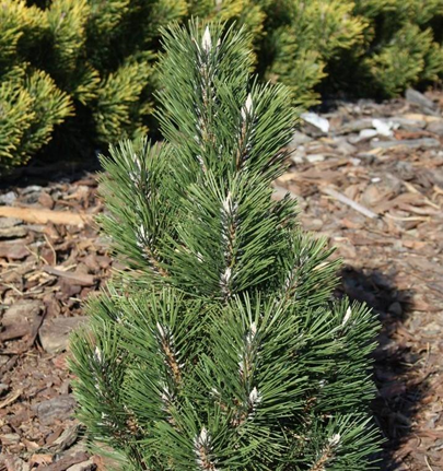     Pinus Nigra  Komet